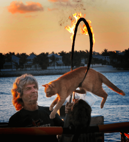 Cat jumping through flaming hoop